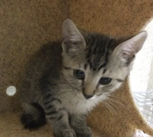 A baby small-sized male Domestic Short Hair cat named Dil Pickles for adoption in Riverside, CA