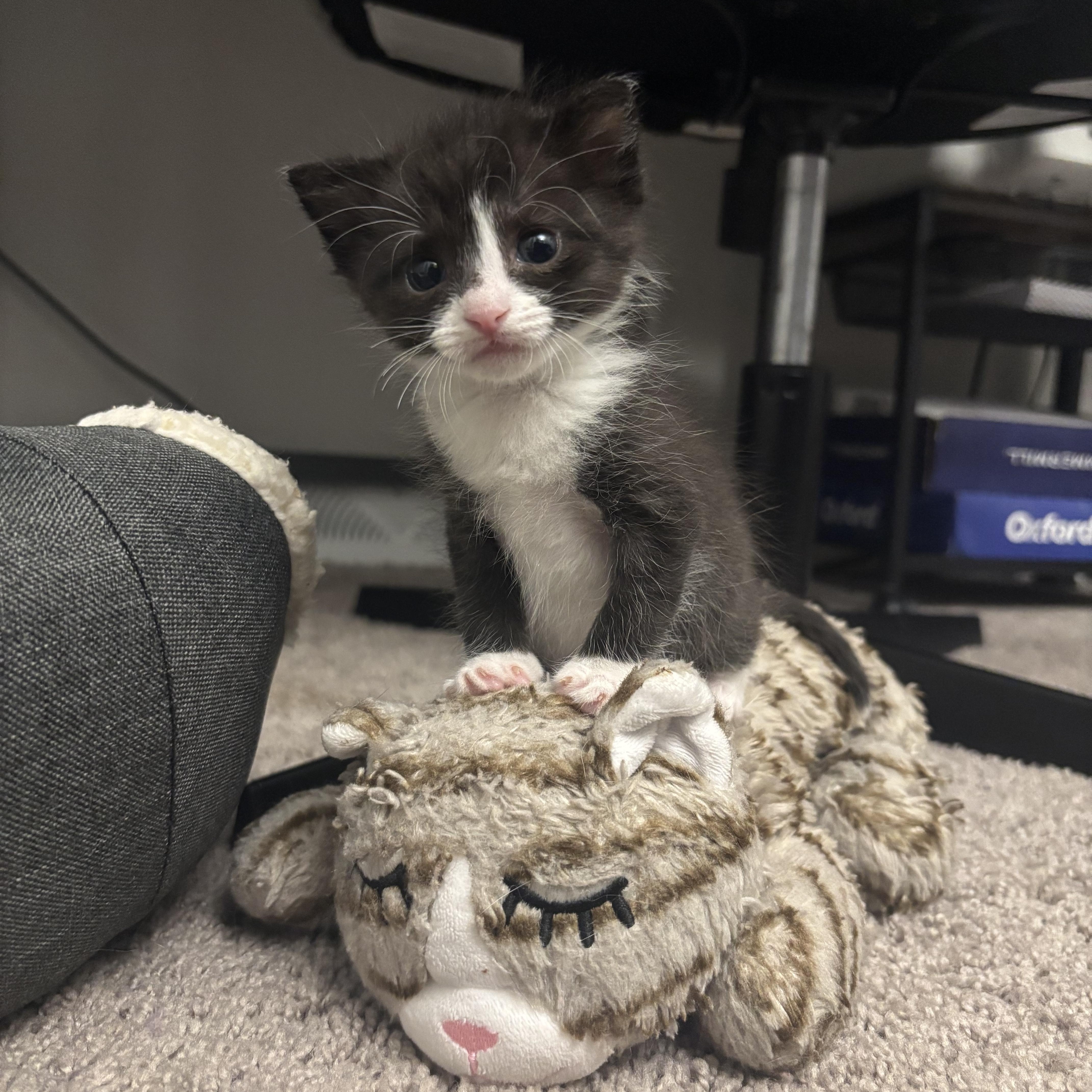 A baby medium-sized female Black & White / Tuxedo Domestic Short Hair cat named Abigail for adoption in Bear, DE