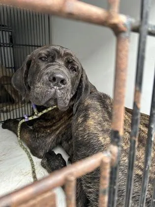 An adult extra large-sized male Mixed Breed dog named Pluto for adoption in Atlanta, GA