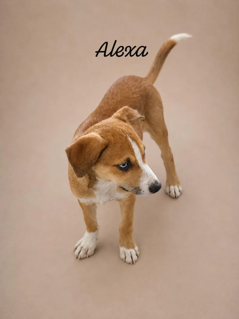 A baby medium-sized female Golden Labrador Retriever dog named Alexa for adoption in New York, NY
