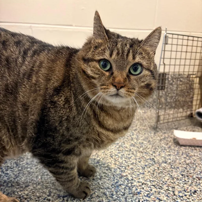 An adult extra large-sized female Domestic Short Hair cat named Mouse for adoption in Fairport, NY