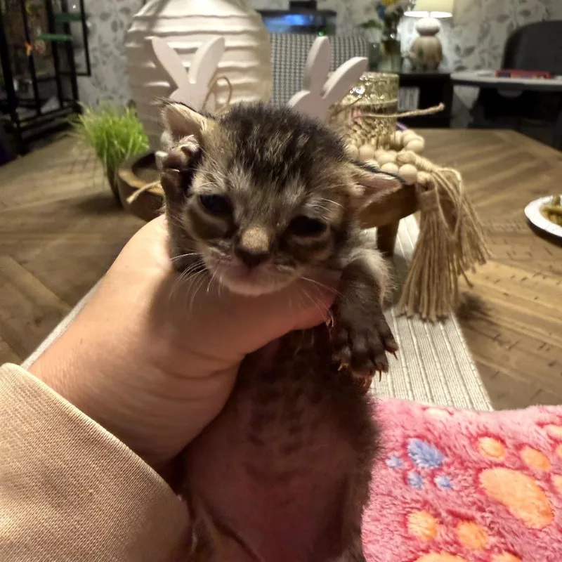 A baby small-sized male Gray / Blue / Silver Domestic Short Hair cat named Mystery for adoption in Duncan, OK