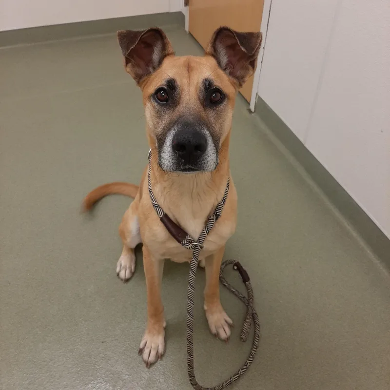 An adult medium-sized male Yellow / Tan / Blond / Fawn Great Dane dog named Spyke for adoption in Lake Odessa, MI