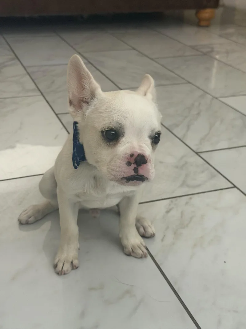 A baby small-sized male French Bulldog dog named Valentino for adoption in Fullerton, CA