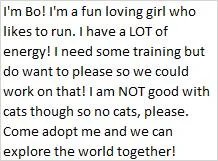 A young medium-sized female Pit Bull Terrier dog named Bo for adoption in Libby, MT
