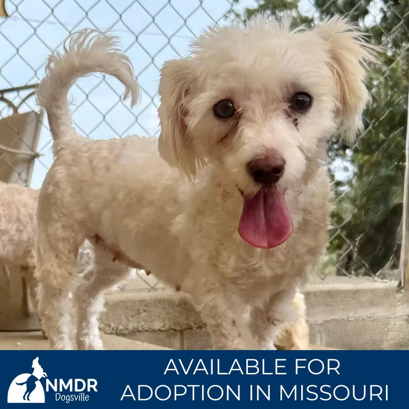 An adult small-sized female White / Cream Maltese dog named Lexi Missouri for adoption in Peyton, CO