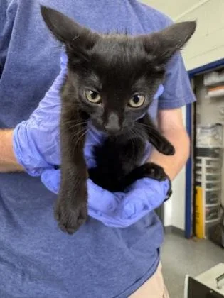 An adult medium-sized female Domestic Short Hair cat named Ryker for adoption in Port Allen, LA