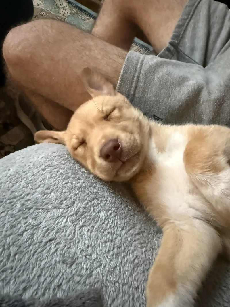 A baby medium-sized female Husky dog named Honey for adoption in Grayson, GA