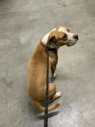 An adult large-sized male Pit Bull Terrier dog named Bosco for adoption in Atlanta, GA
