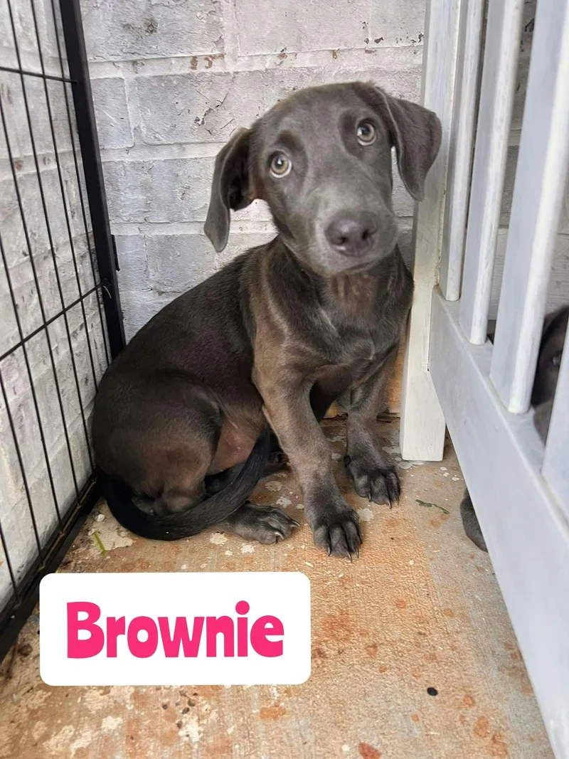 A baby large-sized female Labrador Retriever dog named Brownie for adoption in New Baltimore, MI