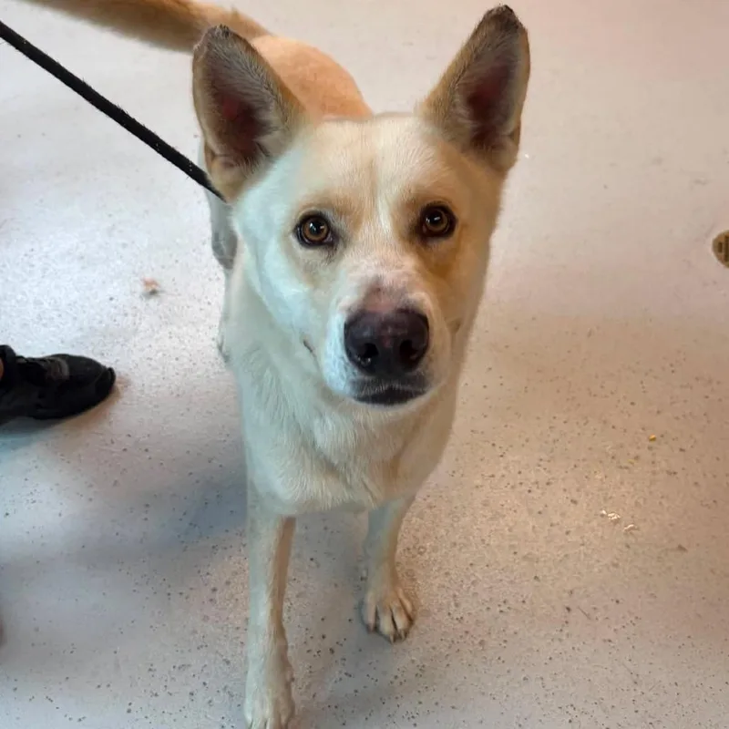 An adult large-sized male Yellow / Tan / Blond / Fawn Mixed Breed dog named Ravioli Stray Hold for adoption in Huntington, WV