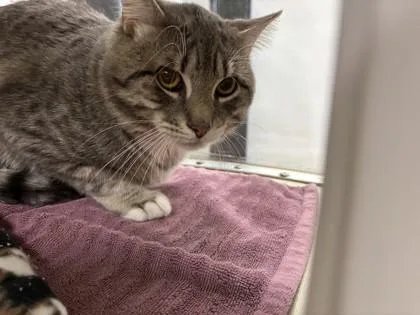 An adult small-sized male Domestic Short Hair cat named Brownie for adoption in Scotia, NY