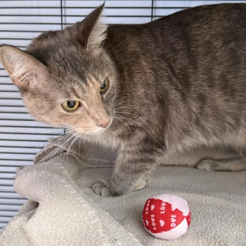 A young small-sized female Domestic Short Hair cat named Foxie for adoption in Hagerstown, MD