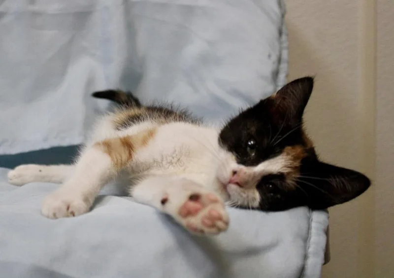 A baby small-sized female Domestic Short Hair cat named Spice for adoption in Clinton, SC