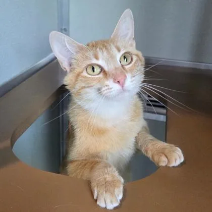 An adult medium-sized female Orange & White Domestic Short Hair cat named Peaches for adoption in Lansing, MI