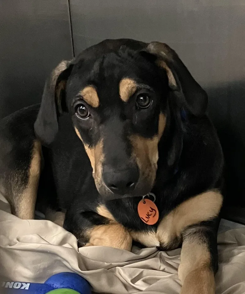 A baby medium-sized female Black Hound dog named Lucy for adoption in Parma, OH