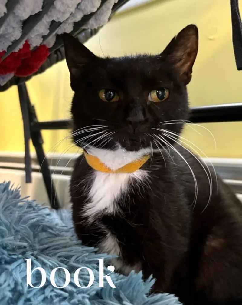 A young small-sized female Domestic Short Hair cat named Book for adoption in Gorham, ME
