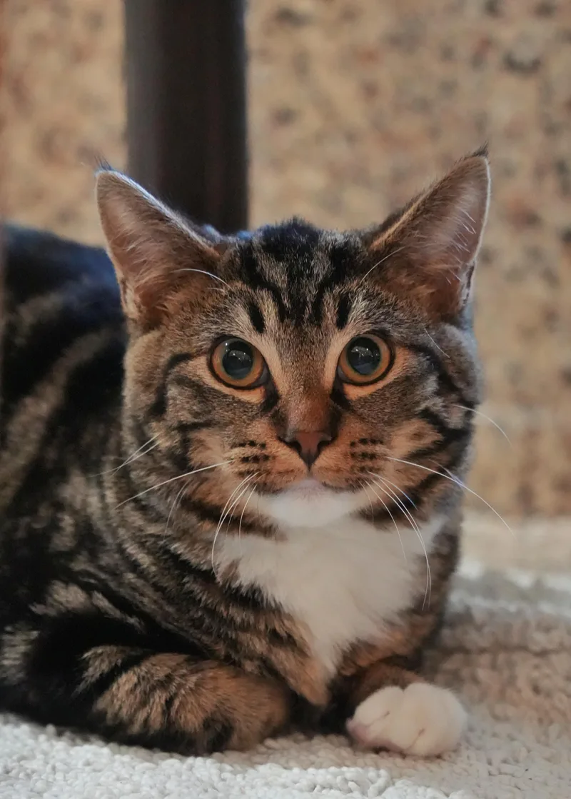 Oscar