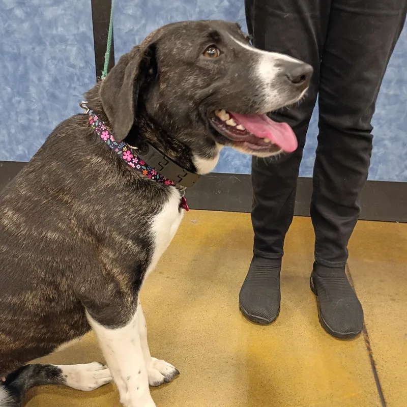 A young medium-sized female Plott Hound dog named Gracie for adoption in Tulsa, OK