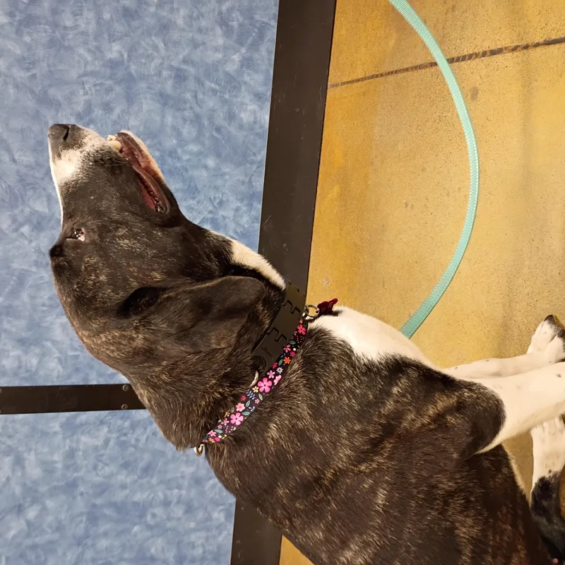 Gracie thumbnail 3