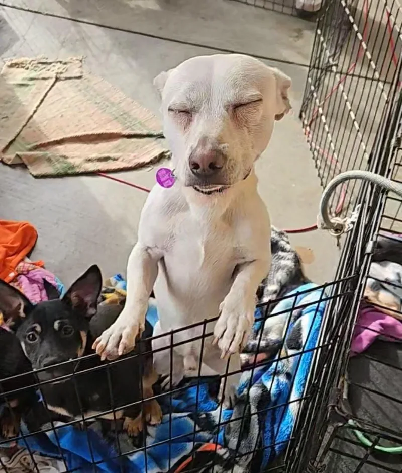 Vanilla Cream Latte  thumbnail 2