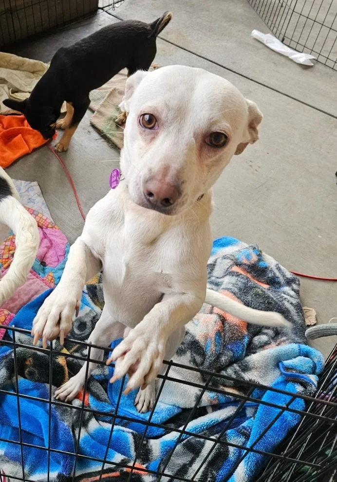 Vanilla Cream Latte  thumbnail 3