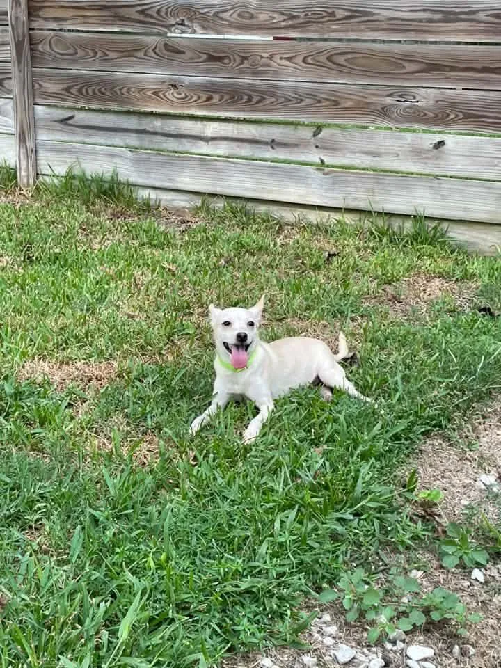 An adult small-sized female Chihuahua dog named Blondie for adoption in Walker, LA