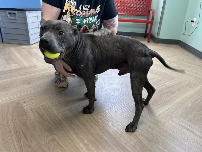 A senior medium-sized male Gray / Blue / Silver Mixed Breed dog named Meatloaf for adoption in Manchester, TN