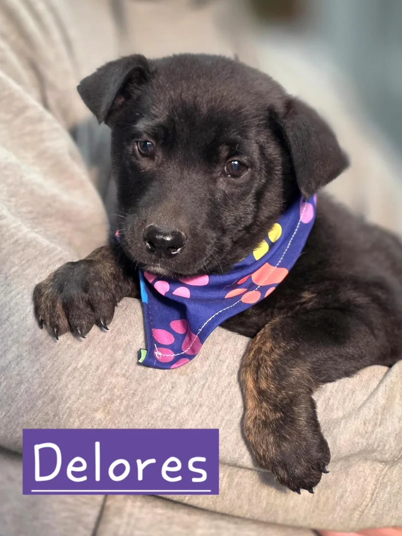 A baby medium-sized female Brindle Dutch Shepherd dog named Delores for adoption in Walthill, NE