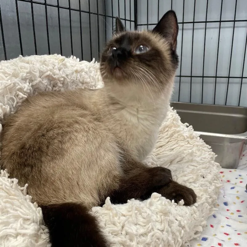 A senior medium-sized female Domestic Short Hair cat named Azul for adoption in Roanoke, VA