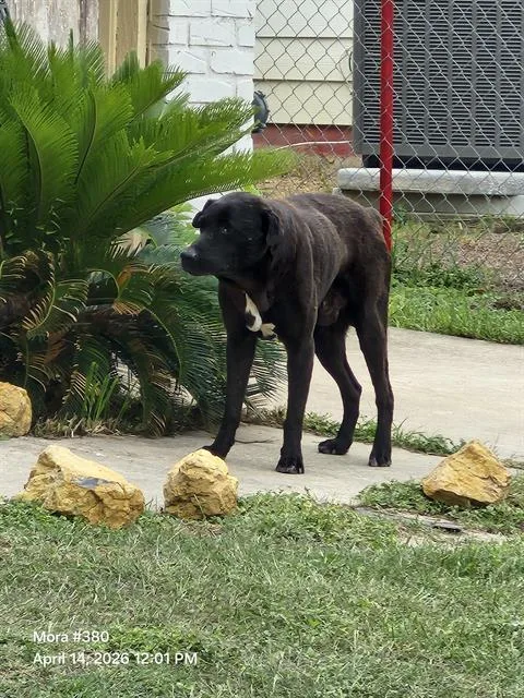 An adult medium-sized male American Staffordshire Terrier dog named Draco for adoption in San Antonio, TX