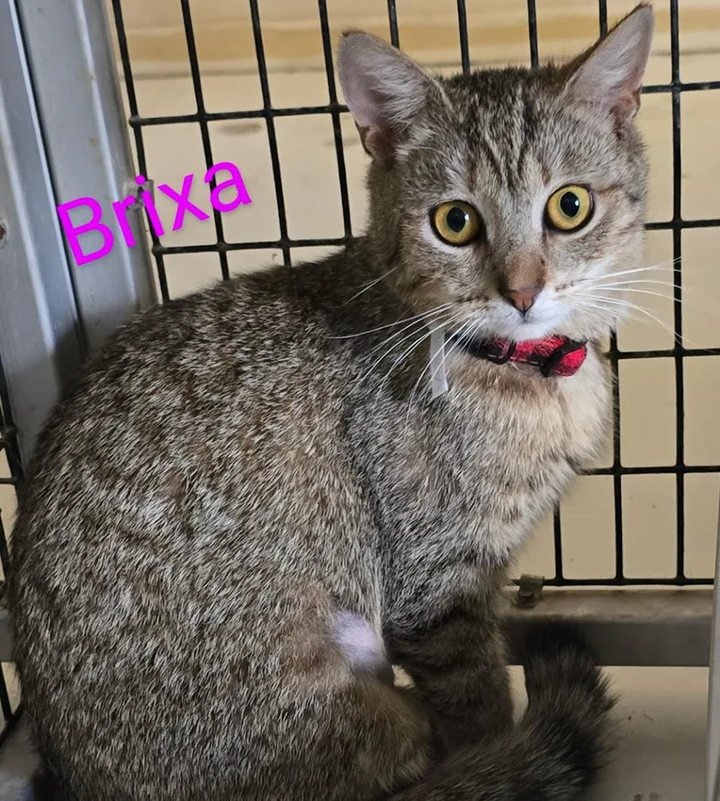 Brixa