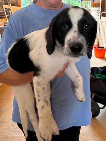 A baby extra large-sized female Great Pyrenees dog named Sally for adoption in Morton Grove, IL