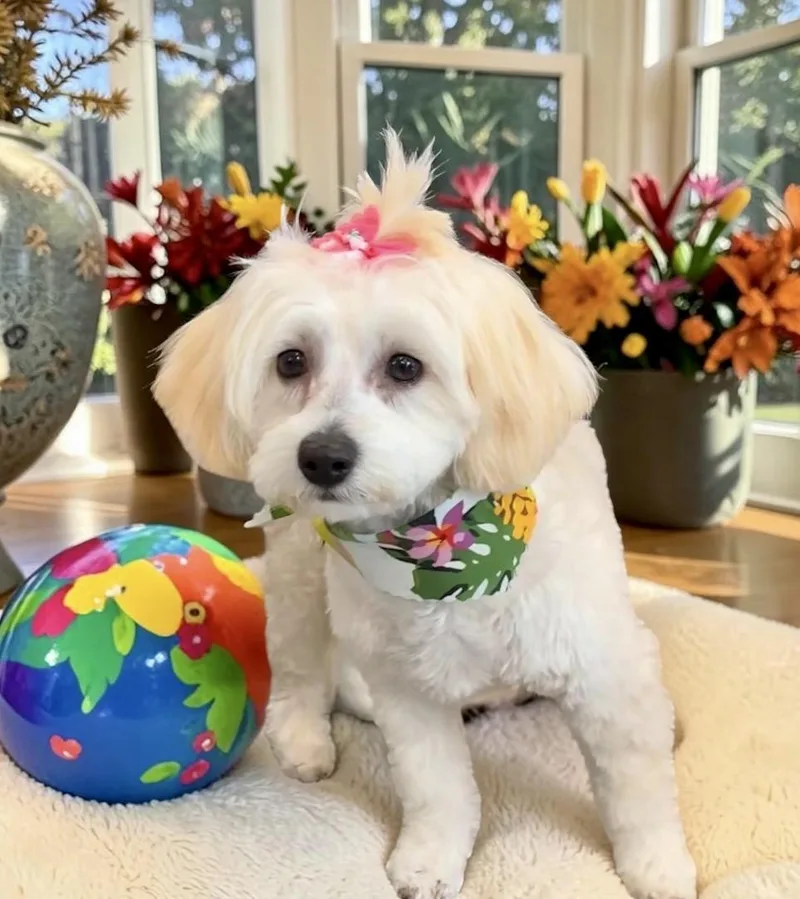 A young small-sized female Bichon Frise dog named Minnie & Pepper for adoption in Perry, IA