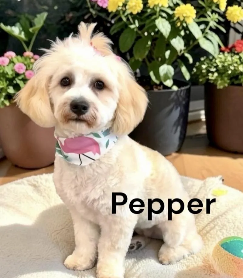 Minnie & Pepper  thumbnail 2