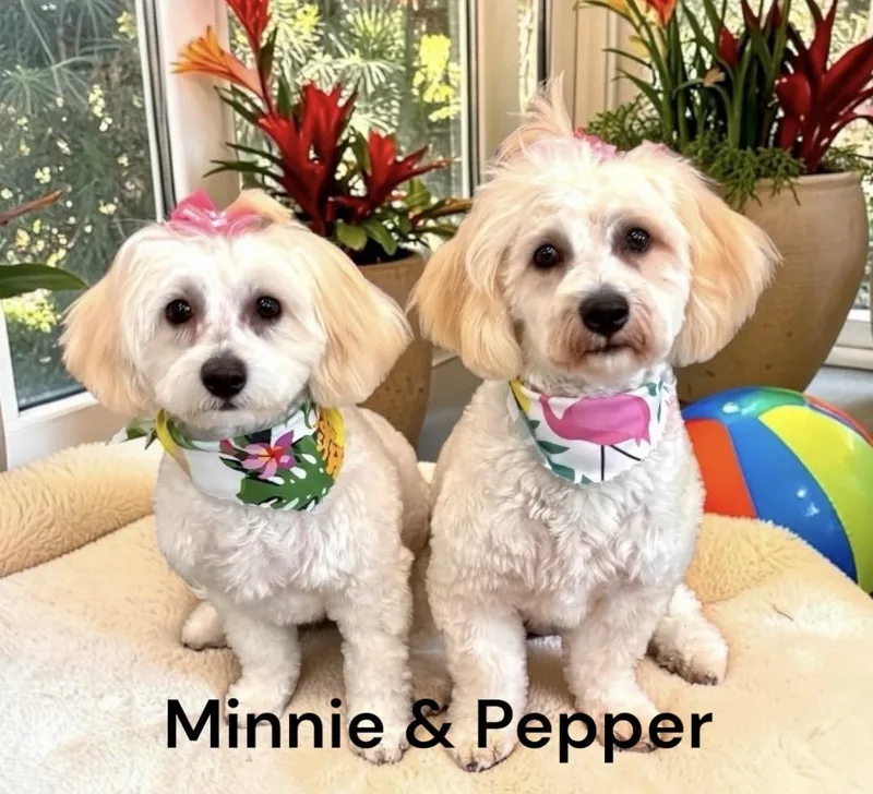Minnie & Pepper  thumbnail 3