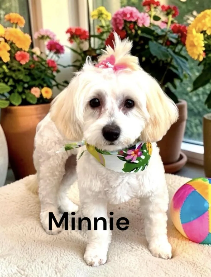 Minnie & Pepper  thumbnail 5