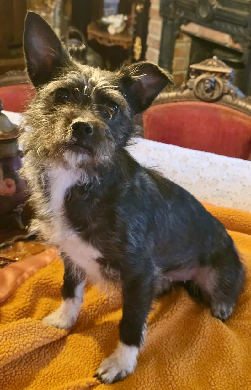 A young small-sized female Gray / Blue / Silver Parson Russell Terrier dog named Tulip for adoption in Tarzana, CA