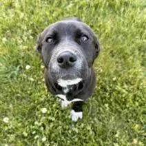 A young medium-sized female Labrador Retriever dog named Ophelia for adoption in Cincinnati, OH