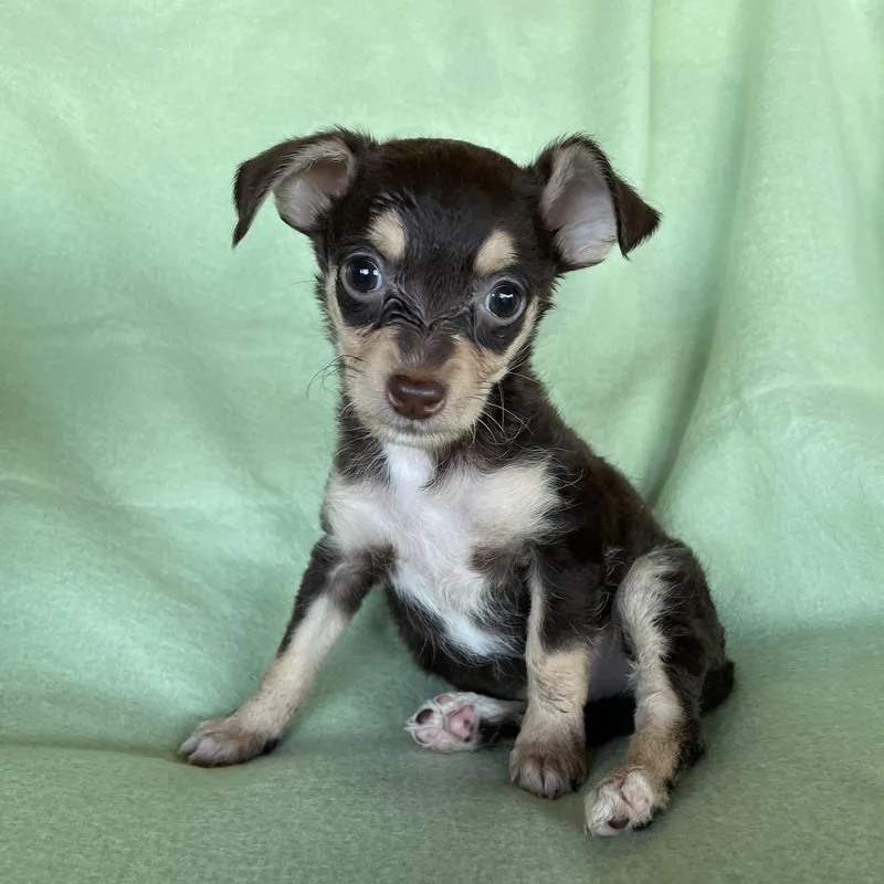 Coco