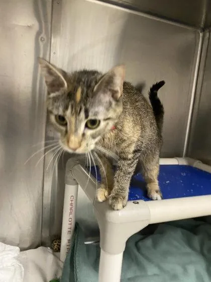 A young medium-sized female Domestic Short Hair cat named Sierra for adoption in Hobart, IN