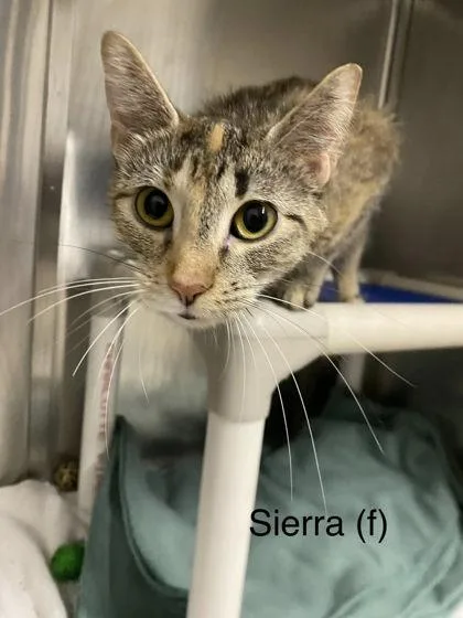 Sierra thumbnail 3