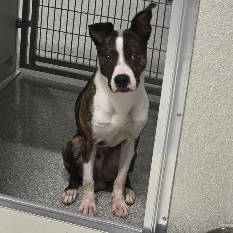 An adult medium-sized male Brindle Mixed Breed dog named Greco for adoption in Hinsdale, IL