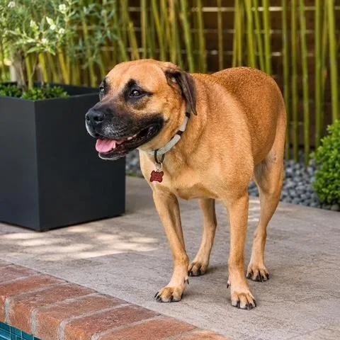 An adult medium-sized male Red / Chestnut / Orange Black Mouth Cur dog named Moose  Loving  for adoption in Houston, TX