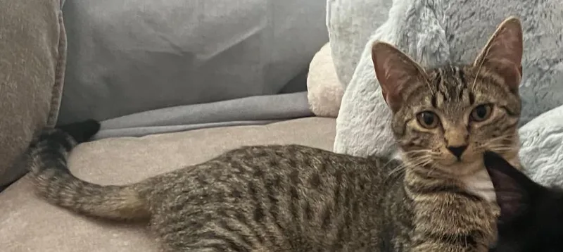 A baby small-sized male Domestic Short Hair cat named Ernie for adoption in Chicago, IL