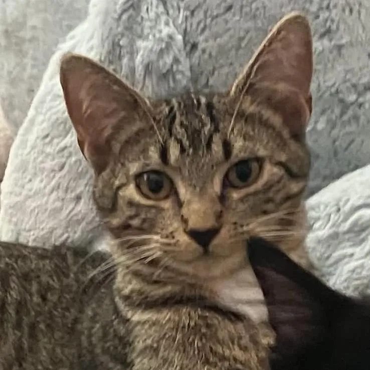 Ernie thumbnail 2