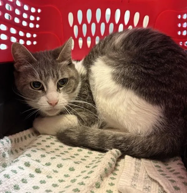 An adult small-sized female Domestic Short Hair cat named Fiona for adoption in San Diego, CA