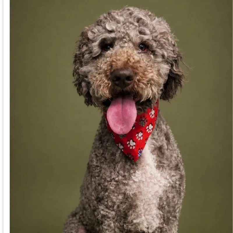 An adult medium-sized male Gray / Blue / Silver Poodle dog named Bark Twain for adoption in Sunderland, MD