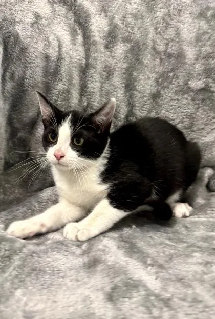 A young medium-sized male Domestic Short Hair cat named Navy for adoption in Buffalo, MN