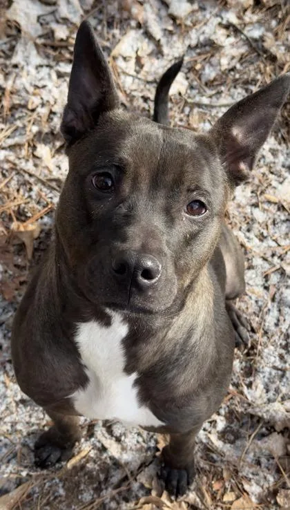 An adult large-sized female Mixed Breed dog named Hachiya for adoption in Atlanta, GA